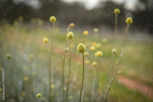 Billy Button wildflower in bloom on flower farm