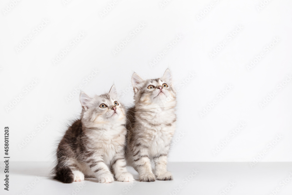 Siberian cats two kittens on white background