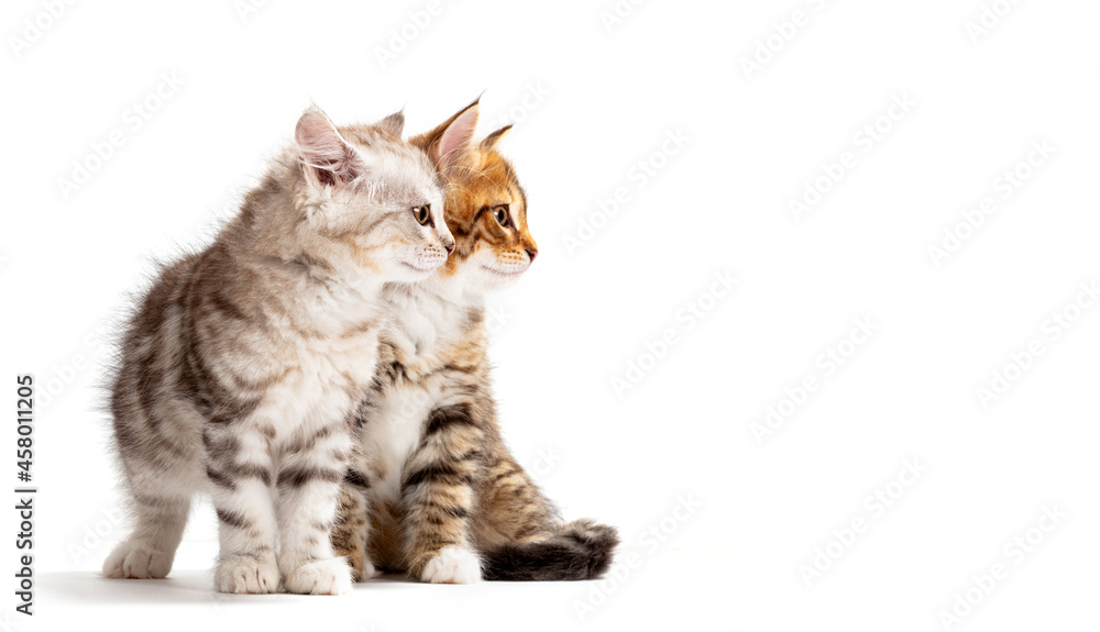Obraz premium Siberian cats two kittens on white background