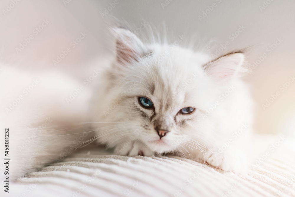 Ragdoll cat small kitten portrait at home