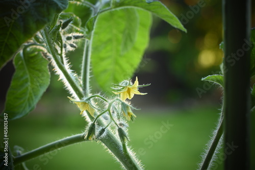Tomatenblüten