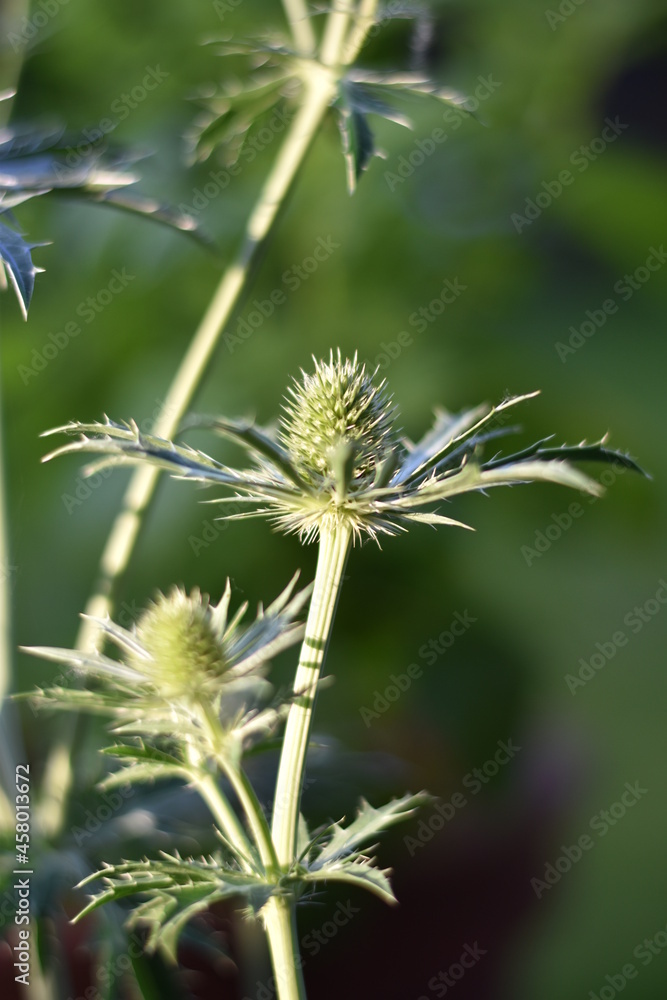 Mannstreu (Eryngium) Mannstreu (Eryngium)