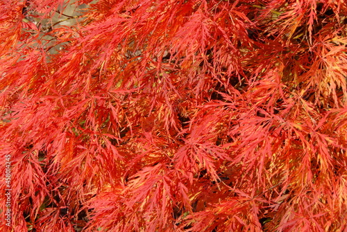 Japanischer Ahorn in Herbstfarbe