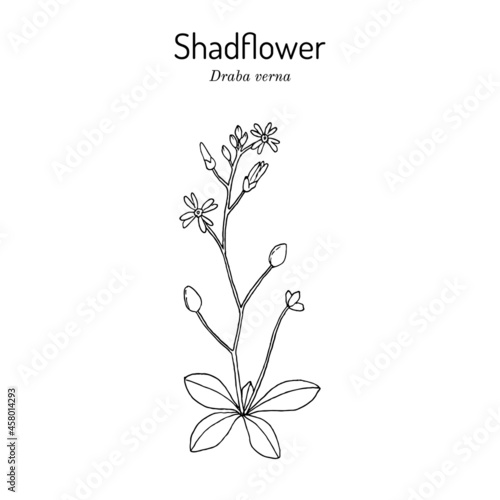 Shadflower or vernal whitlow grass Draba verna   medicinal plant