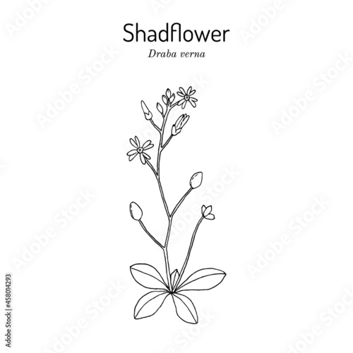 Shadflower or vernal whitlow grass Draba verna , medicinal plant