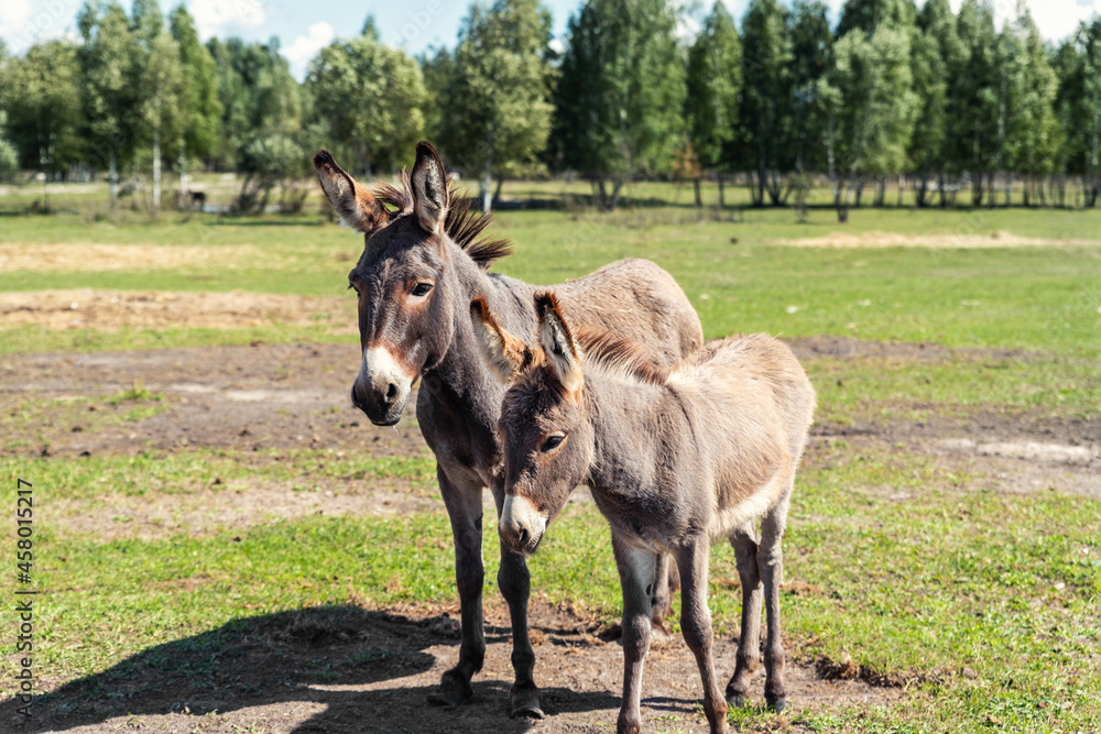 Obraz premium Portrait of two shy fluffy curious funny domestic cute hungry donkeys stand at countryside farm barnyard asking for treat against green grass field. Many animals at country rural paddock