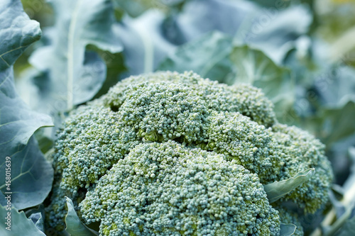 Broccoli is a food product grown with your own hands in the garden
