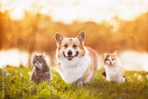 fluffy friends a corgi dog and two beautiful cats are sitting on a summer sunny warm meadow