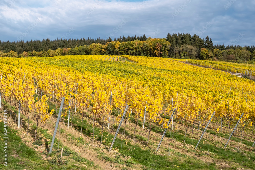 View over golden colored vineyards in Rheingau / Germany on a sunny autumn day 
