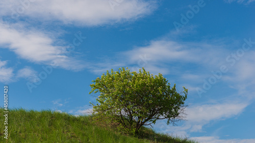 Tree on a hillside against a blue sky.