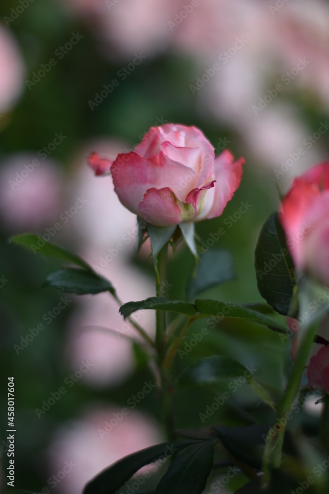 Rosa blühende Rose