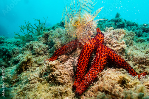 Estrella de mar y espirografo. Mar mediterráneo photo