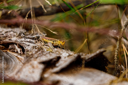 A grasshopper in the nature