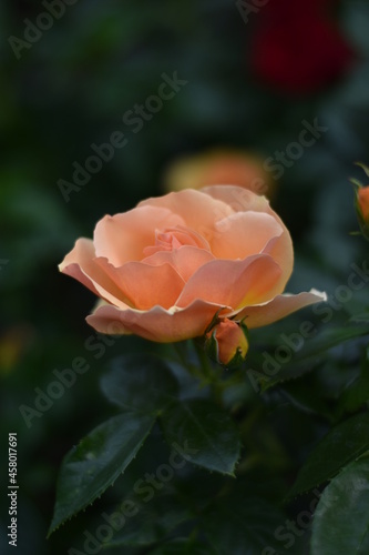 Wallpaper Mural Blühende Rose Torontodigital.ca