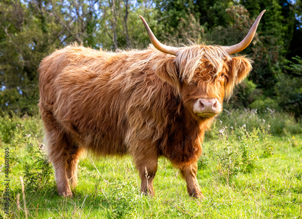 Scottish Highland Cow on the Isle of Skye, Scotland Scottish Highland Cow on the Isle of Skye, Scotland