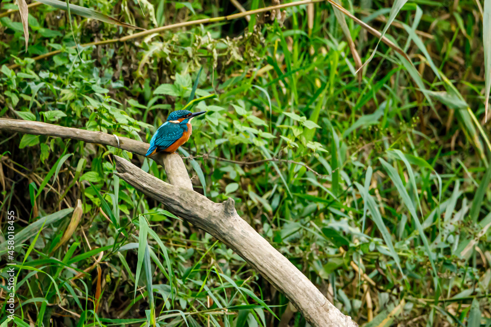 Kingfisher bird sitting on the branch Kingfisher bird sitting on the branch
