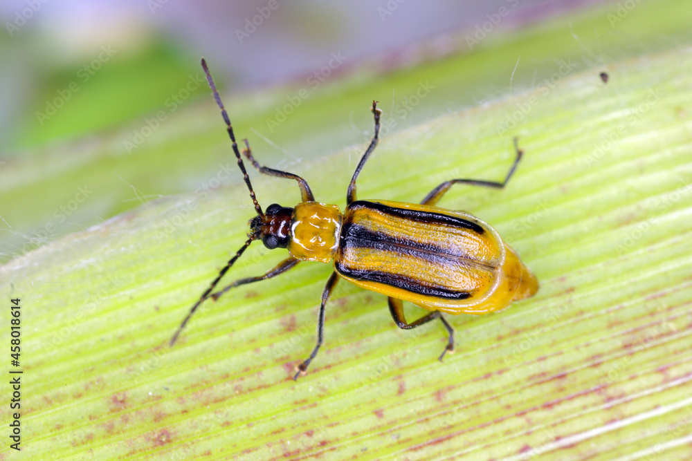 The Western corn rootworm Diabrotica virgifera virgifera is one of the most devastating corn rootworm species. Typically colored female on the corn. The Western corn rootworm Diabrotica virgifera virgifera is one of the most devastating corn rootworm species. Typically colored female on the corn.