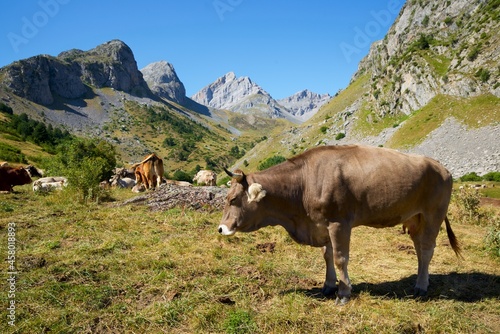Cows in the Pyrenees © WINDCOLORS