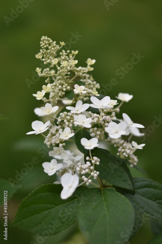 Blühende Schmetterlings-Hortensie 'Butterfly' (Hydrangea paniculata)