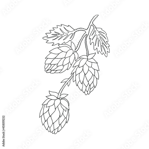 Monochrome hops (Humulus lupulus). Can be used for postcards, invitations, advertising, web, textile and other.