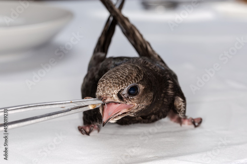 фотографія Swift nestling that was fallen of nest during home feeding