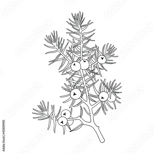 Juniper (Juniperus communis) on a blue background. Can be used for postcards, invitations, advertising, web, textile and other.