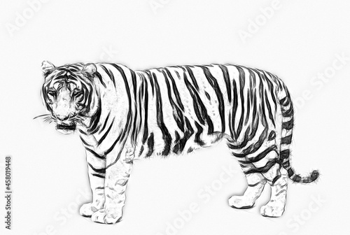Tiger side view. Greyscale illustration. Pencil sketch on white background.