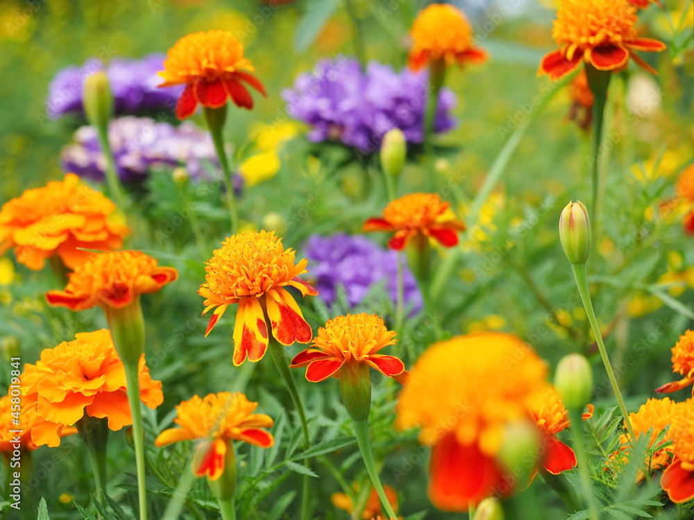 Colorful field with bright marigolds, asters and daisy flowers