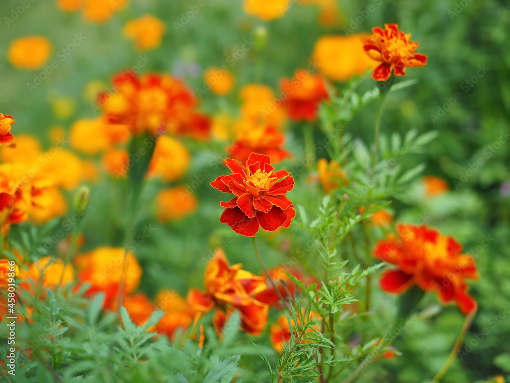 Colorful field with bright marigolds and daisy flowers