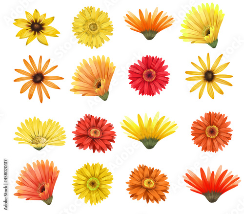 Red and yellow asters and gerber flowers buttons set, isolated floral elements on white background photo