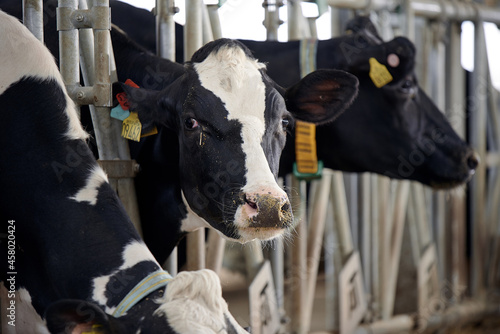 Cows in a cowshed on a farm