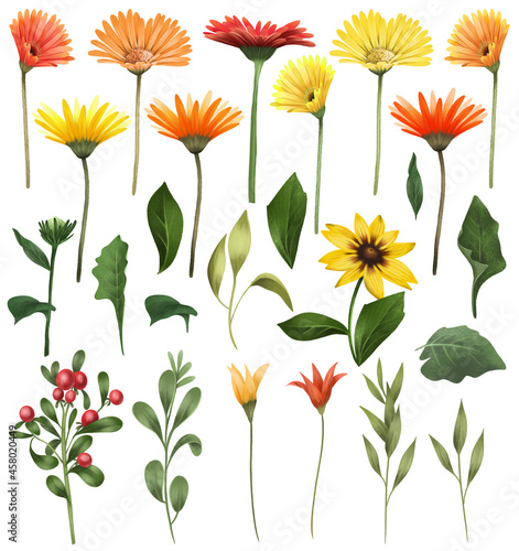 Red and yellow asters and gerber flowers, green leaves and branches set, isolated floral elements on white background