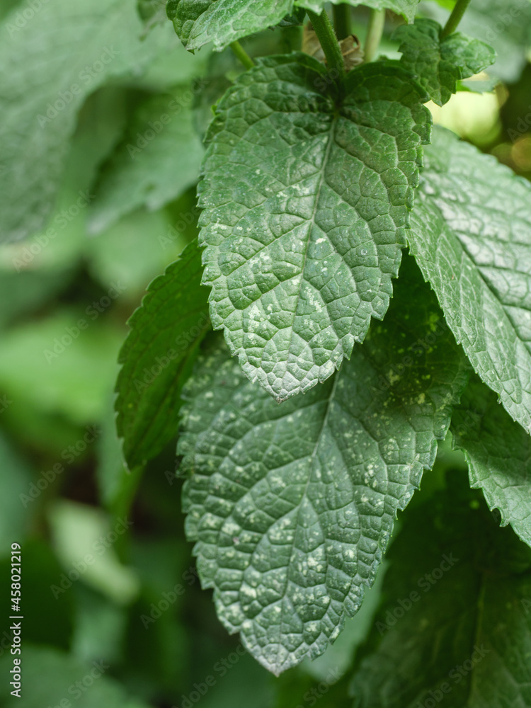 The leaves of the plant are affected by the fungal disease powdery mildew. The leaves of the plant are affected by the fungal disease powdery mildew.
