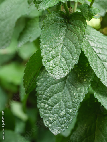 The leaves of the plant are affected by the fungal disease powdery mildew.