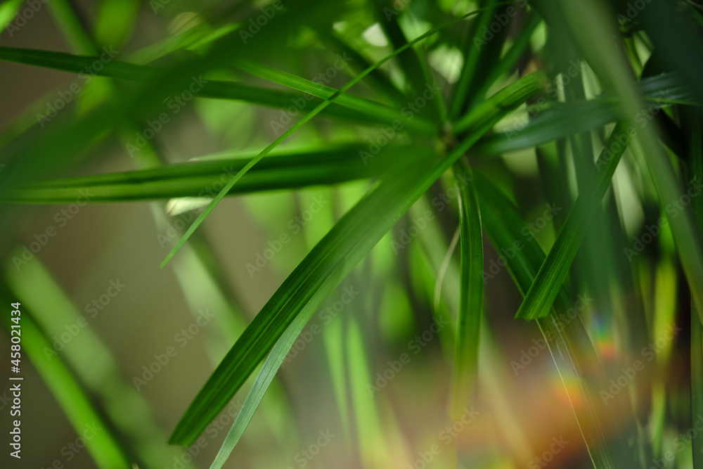 Blurred image with natural motifs and rainbow highlights. The leaves of the houseplant cyperus are out of focus in sunlight with highlights. Abstract natural background. Blurred image with natural motifs and rainbow highlights. The leaves of the houseplant cyperus are out of focus in sunlight with highlights. Abstract natural background.