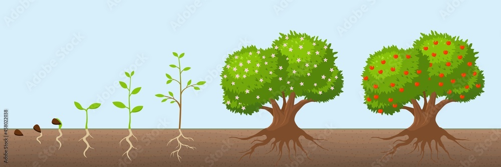 Tree growth cycle. Natural farming, trees grows and blooming. Growing ...