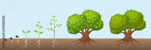 Tree growth cycle. Natural farming, trees grows and blooming. Growing apple bush with green foliage. Fruit plant from seed recent vector concept