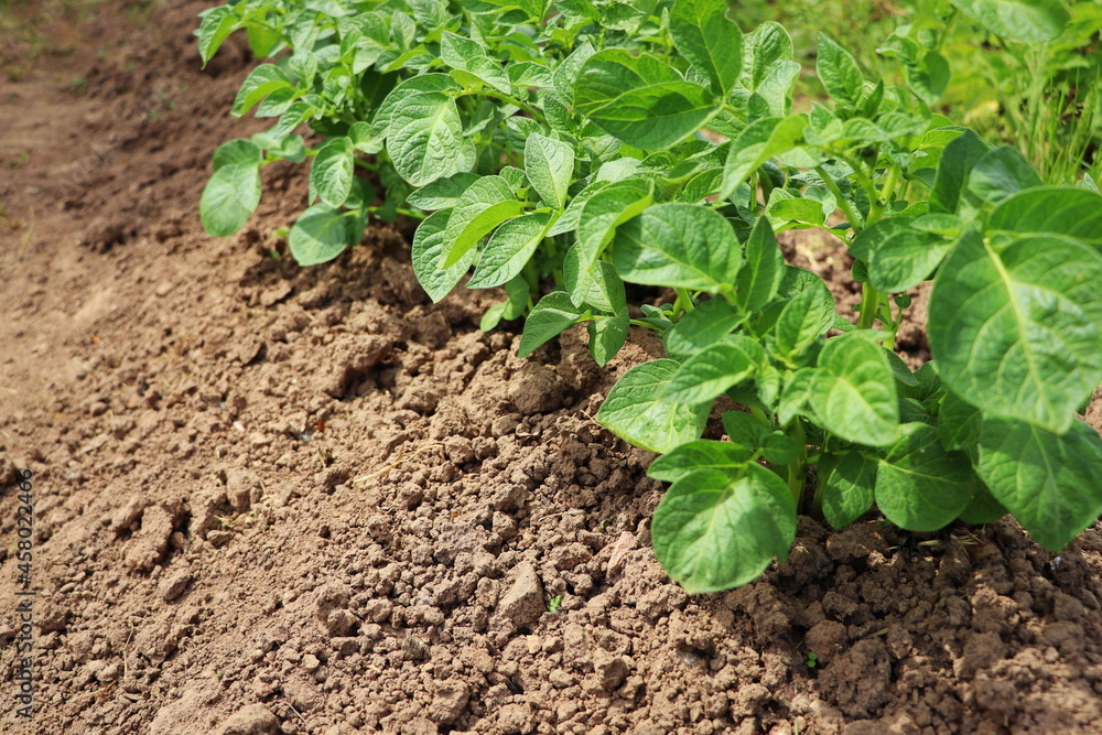 rows of green potato plant in field rows of green potato plant in field