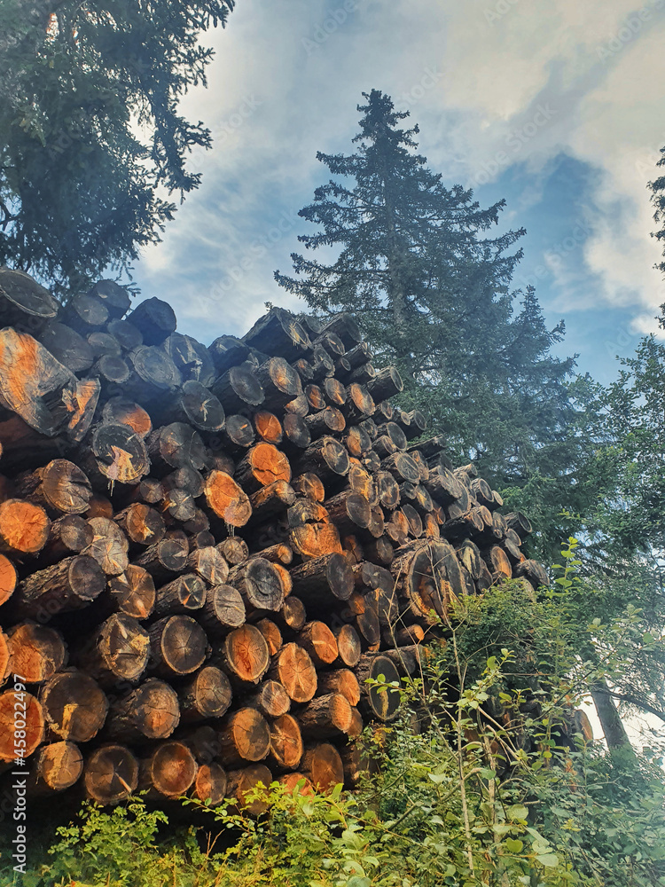 Detalle de troncos en naturaleza