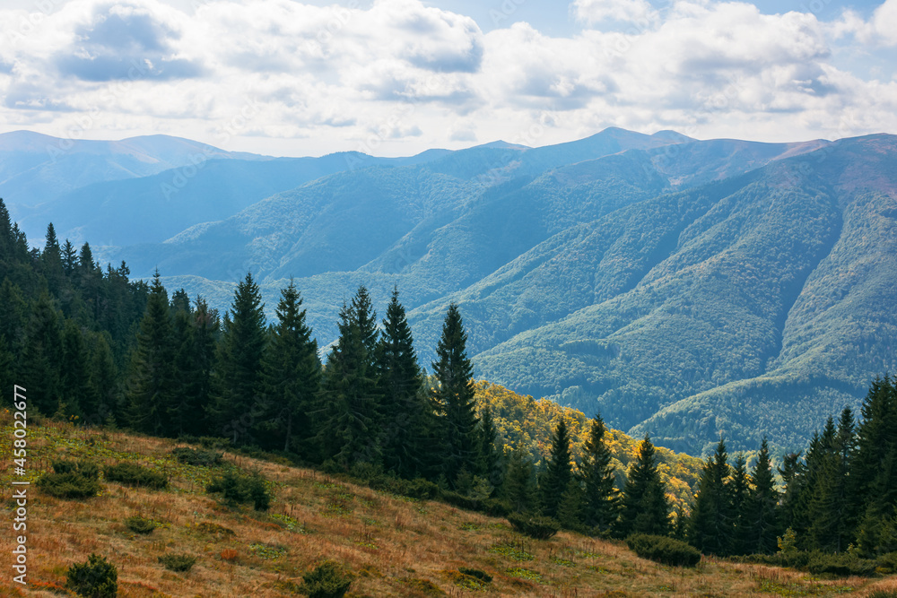 carpathian forested mountains in autumn. beautiful nature landscape on a cloudy day