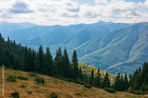carpathian forested mountains in autumn. beautiful nature landscape on a cloudy day