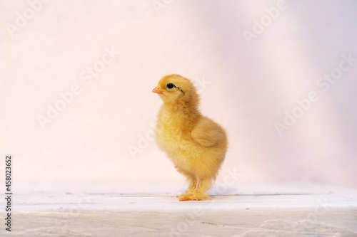 Close up full body baby isolated Rhode Island Red is standing on pink pastel colour table and wall in at outdoor sunlight.