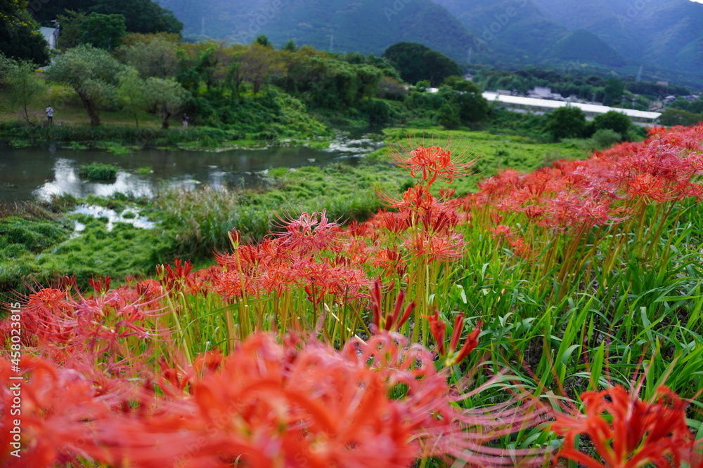彼岸花 彼岸花