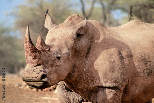 Wild african animals. Portrait of a male bull white Rhino grazing in Etosha National park, Namibia.