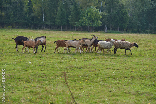 A herd of goats graze on a green meadow in a haze of sunlight.