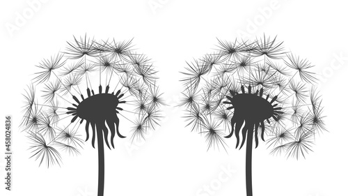 Dandelion silhouette on white background