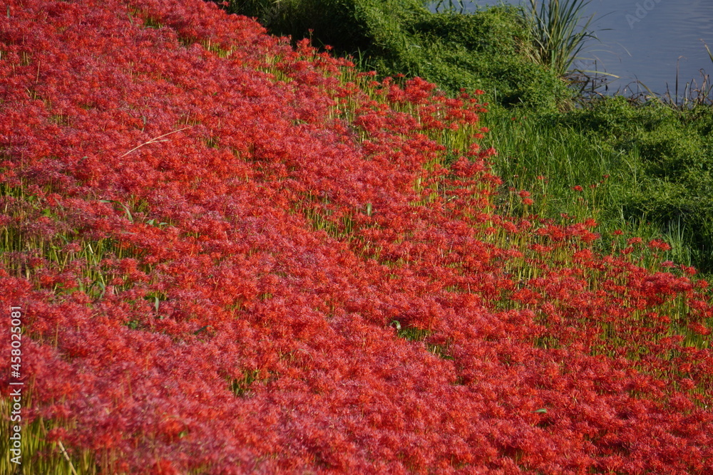 Naklejka premium 彼岸花