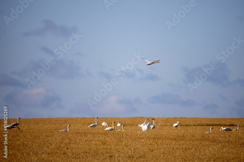 Geese in the reeds of Tengis - Korgalzhyn lakes. Korgalzhyn State Nature Reserve. © Kira0Kirina