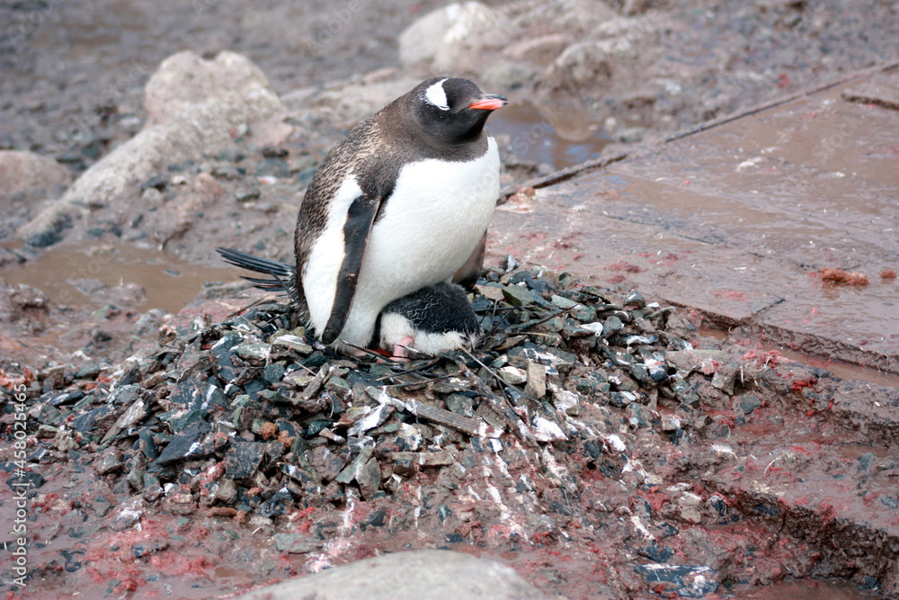 Obraz premium Gentoo Penguin raising a penguin chick in Antarctica, Antarctic Peninsula