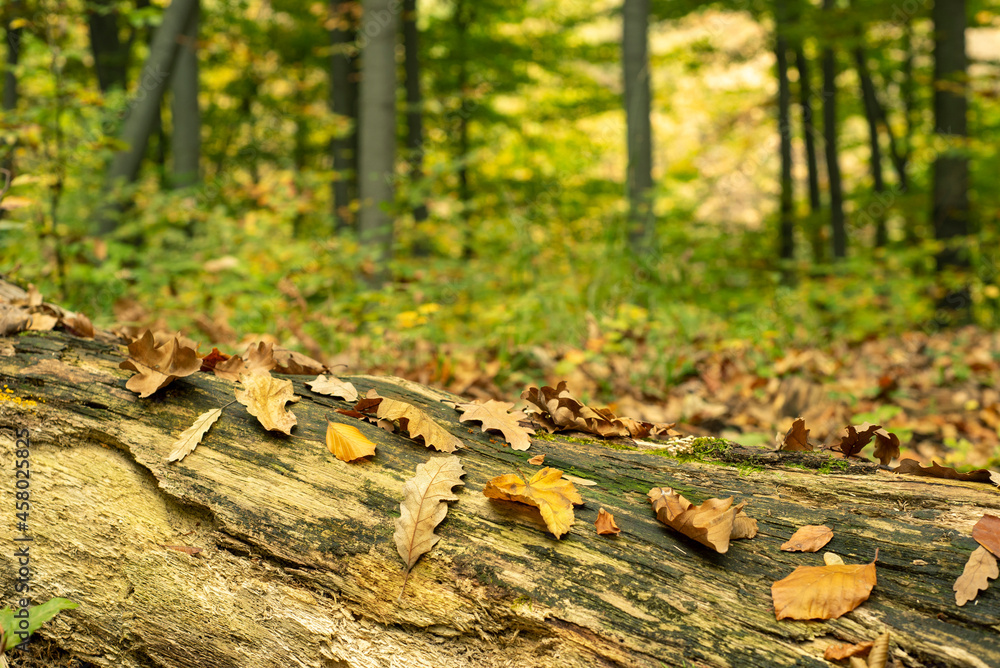 Autumn forest, change of seasons Autumn forest, change of seasons